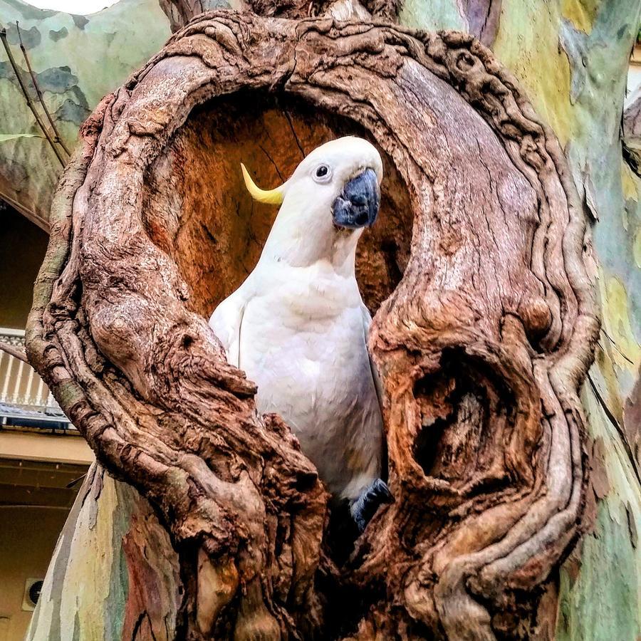 Zing Backpackers Vandrarhem Sydney Exteriör bild